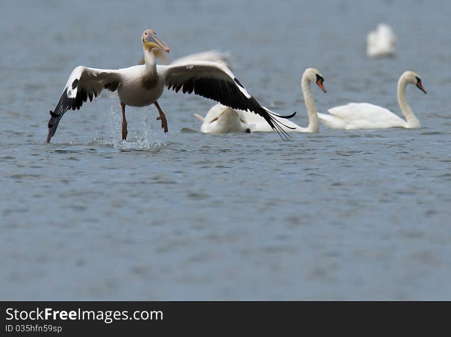 White Pelican taking off from water