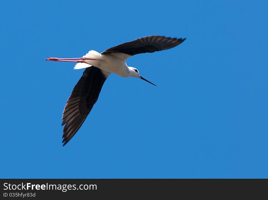 Black Winged Stilt