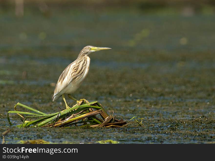 Squacco Heron On Reed