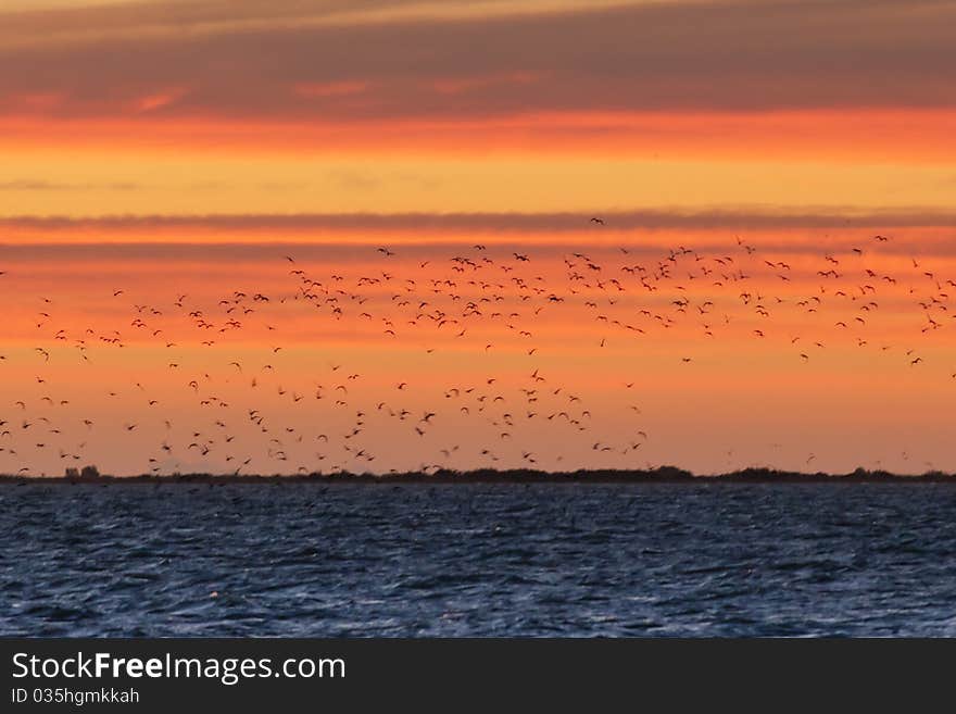 Flock of Birds over the see