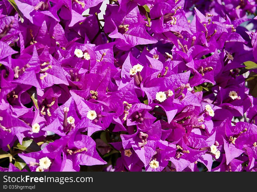 Purple Flowers Background