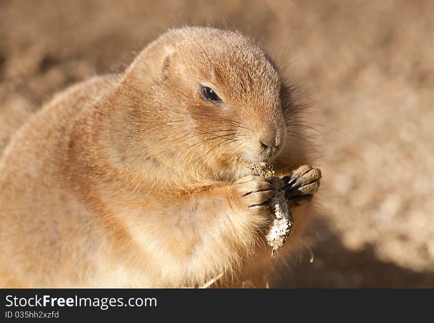 Black Tailed Prairie Dog