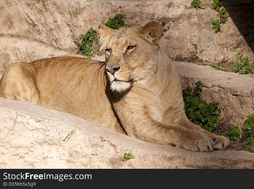 Lioness resting