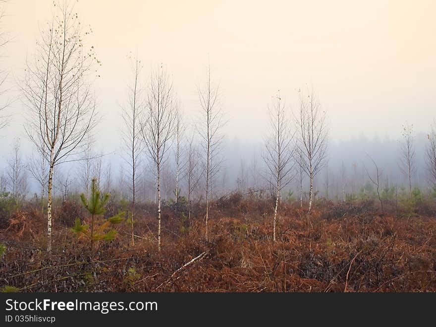 Bare birch trees in mist