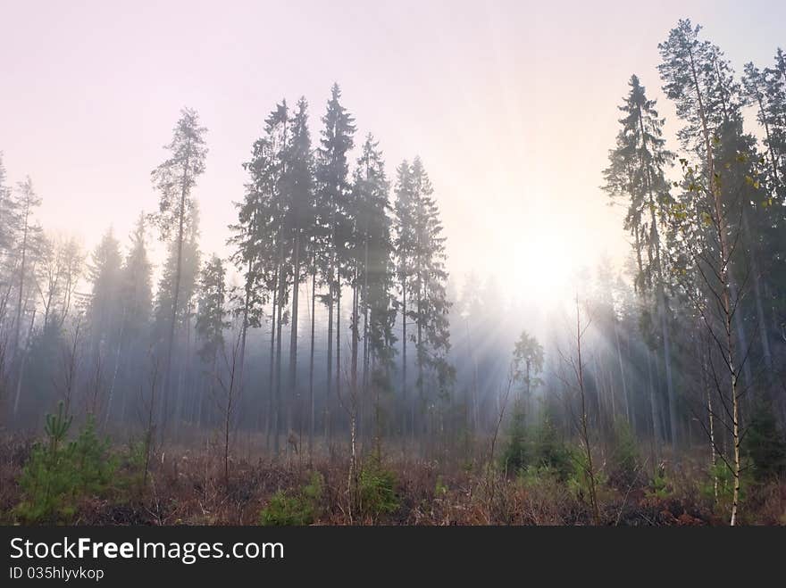 Rising sun in autumn misty coniferous wood. Rising sun in autumn misty coniferous wood