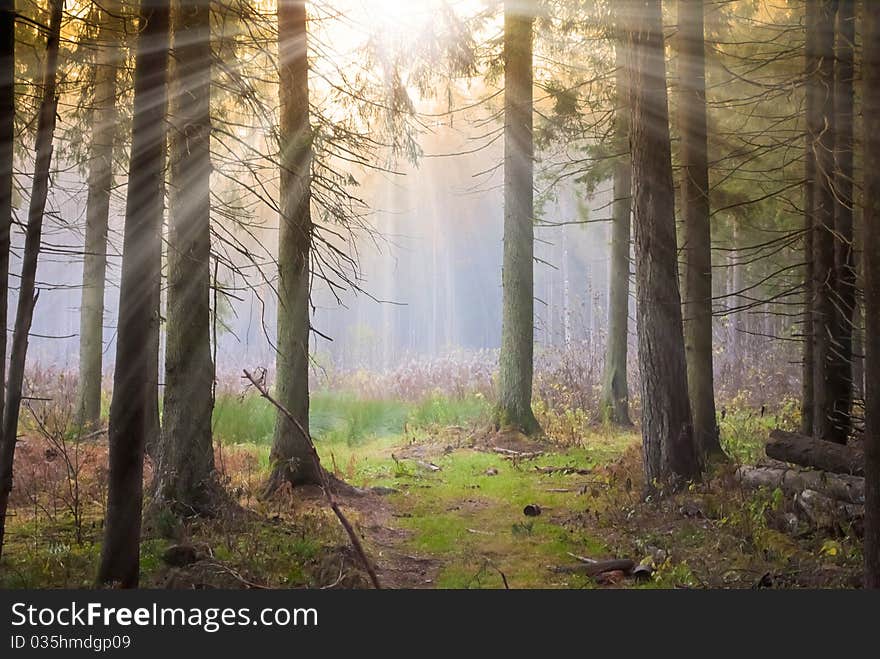 Sunbeams liting through branches of forest trees. Sunbeams liting through branches of forest trees