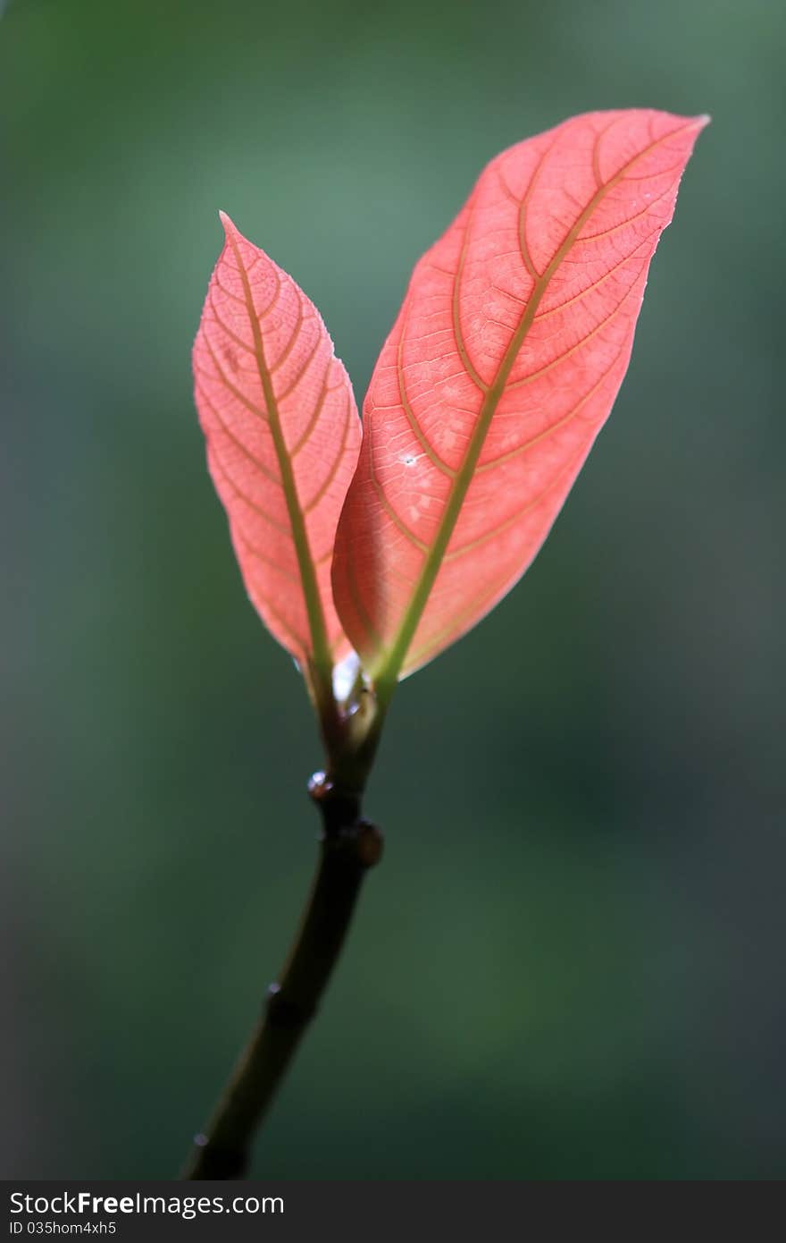 New Life-Red Leaf