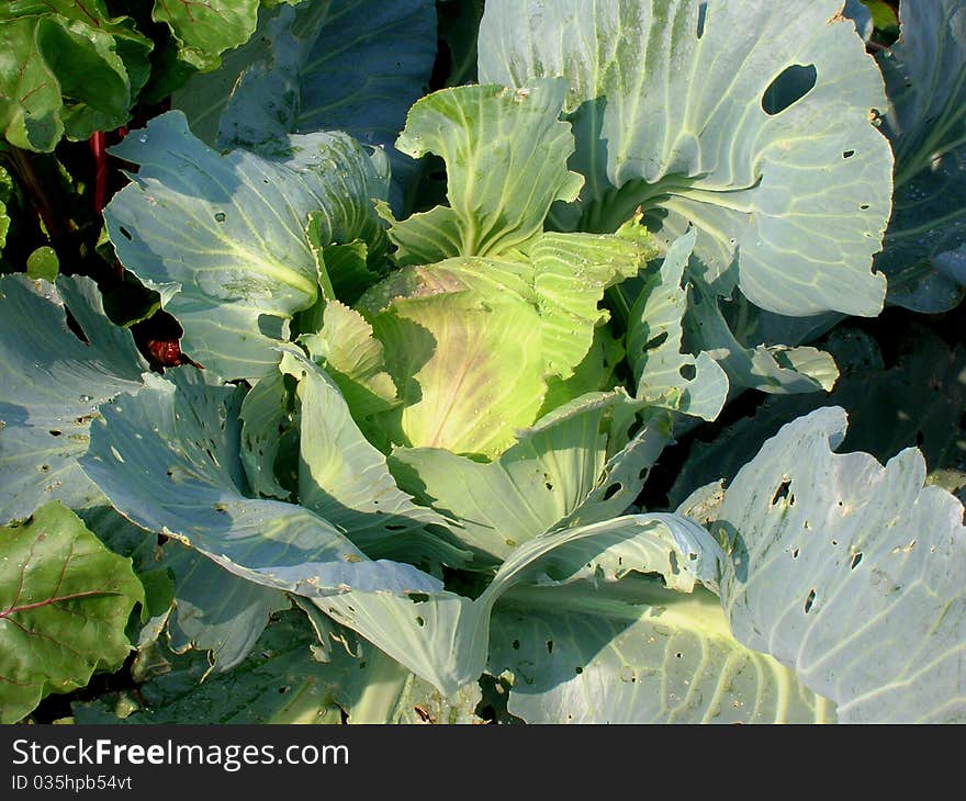 Cabbage