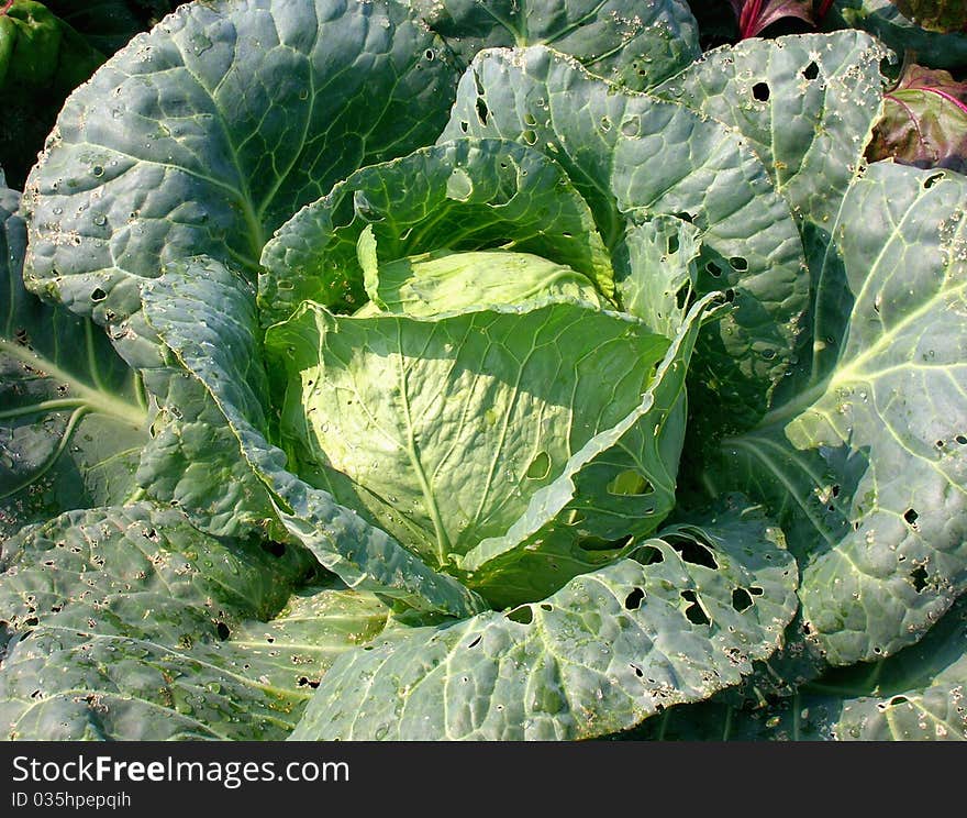 Cabbage