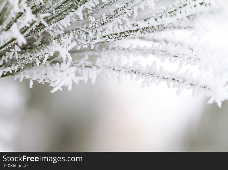 Frost On Branch