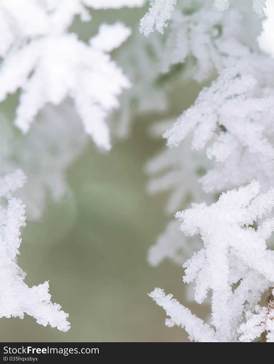 Close-up on frosty branch. Close-up on frosty branch