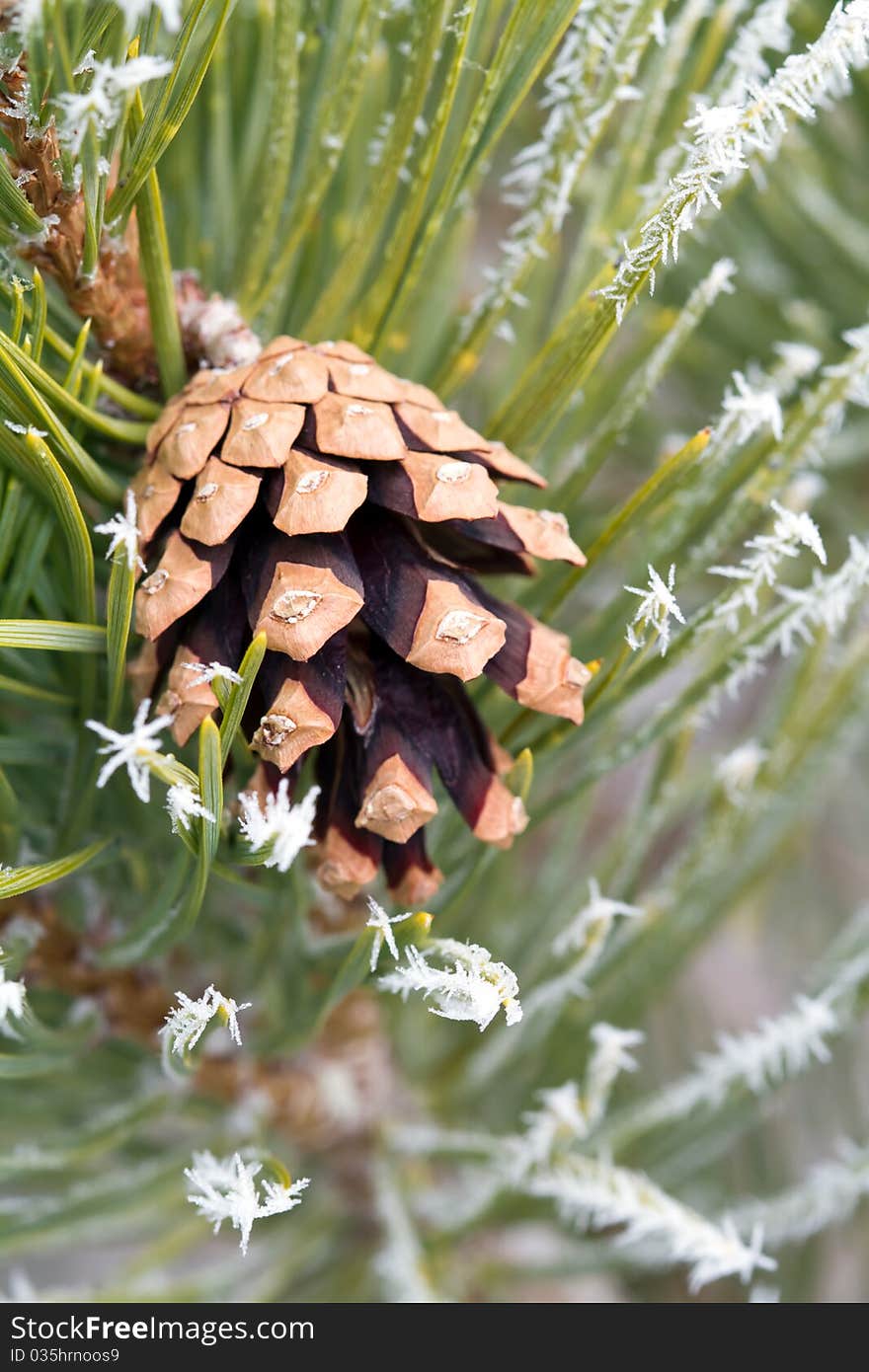 Branch With Cone