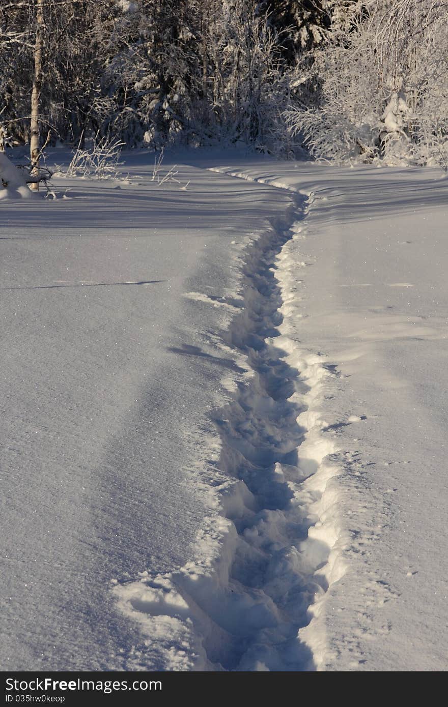 Snowpath in winter fores,russia