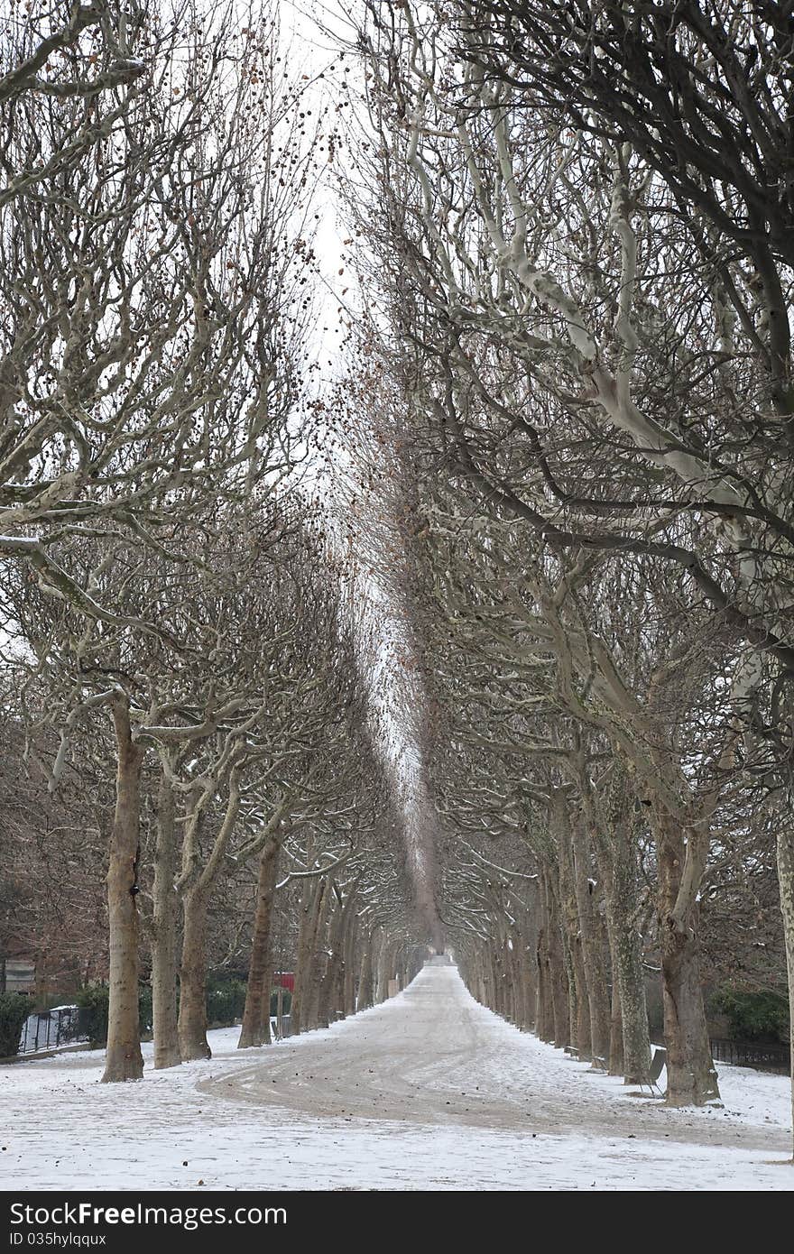 Tree Lined Path in Jardin des Plantes Park in Winter, Paris. Tree Lined Path in Jardin des Plantes Park in Winter, Paris