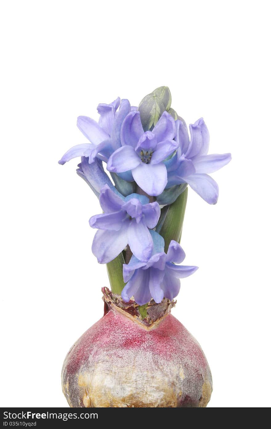 Hyacinth bulb with fresh blue flowers isolated against white