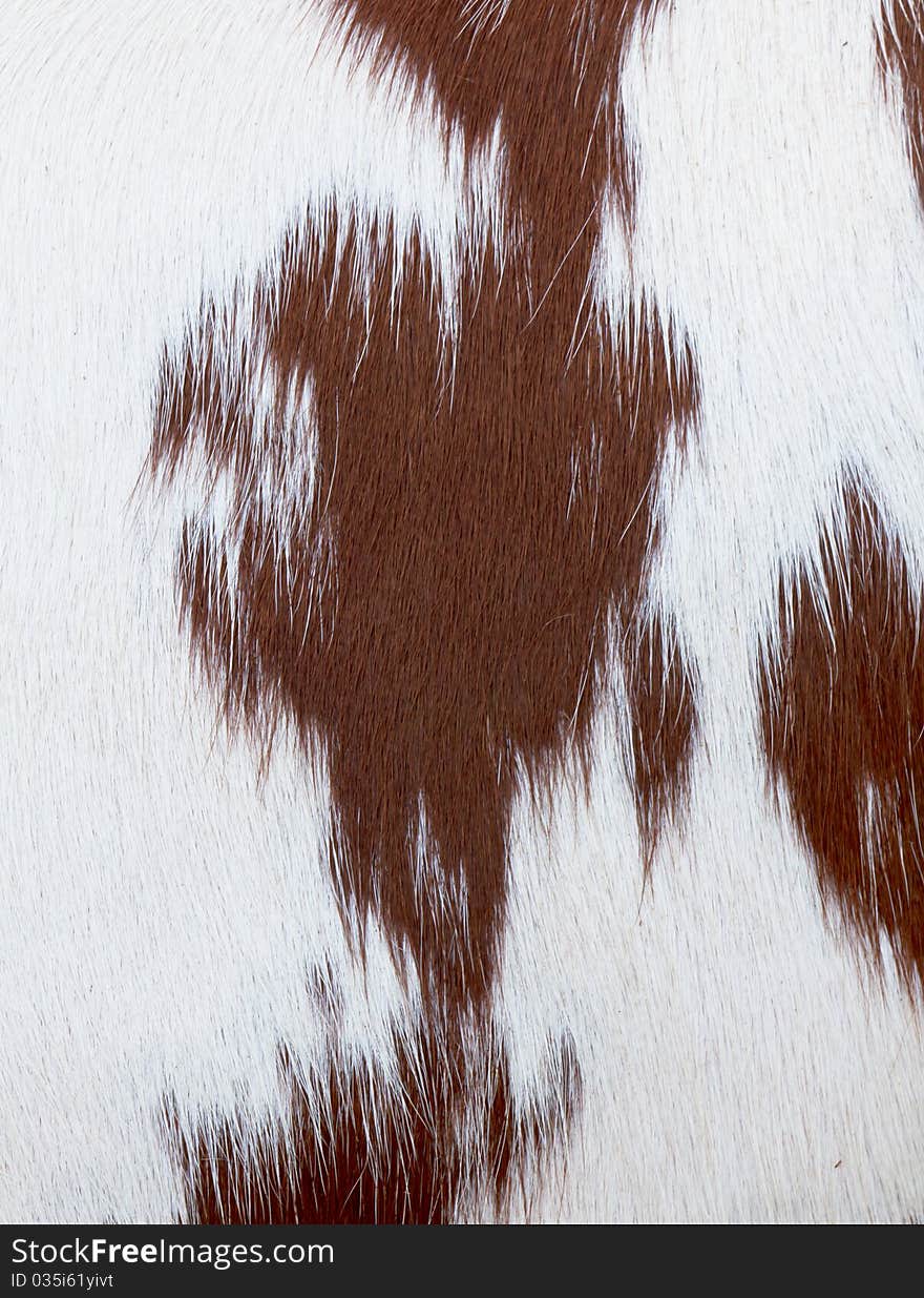 Close-up of a cow-hide, texture