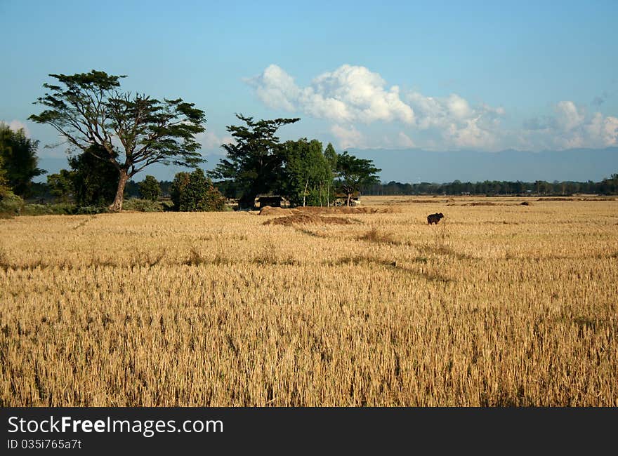 Rice field after harvest season, Rural northern of Thailand. Rice field after harvest season, Rural northern of Thailand