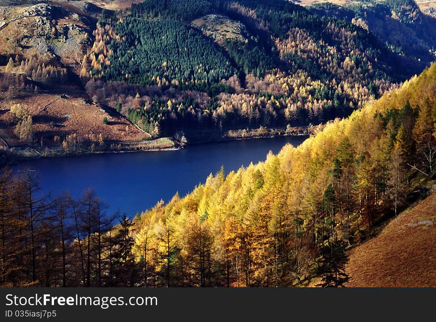 Sunlit Autumn Larches on a hill above Thirlmere, in the English Lake District National Park. Sunlit Autumn Larches on a hill above Thirlmere, in the English Lake District National Park