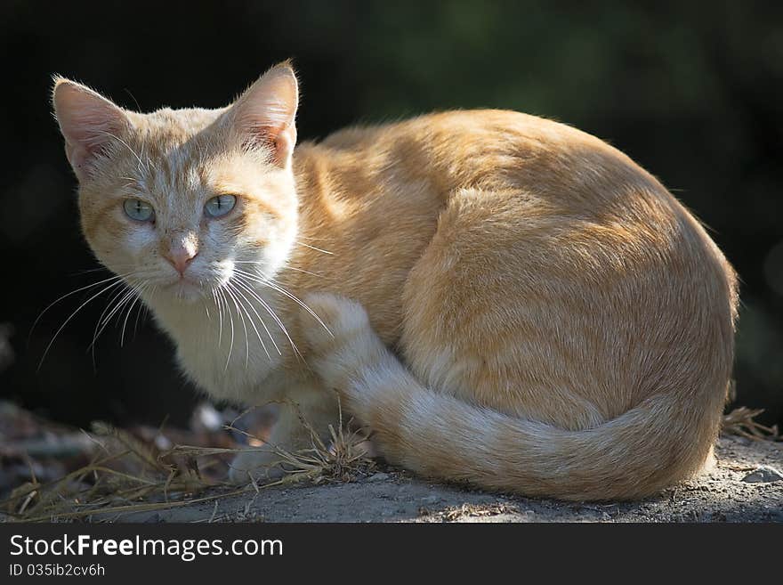 Ginger cat sitting on  ground on  dark background. Ginger cat sitting on  ground on  dark background.