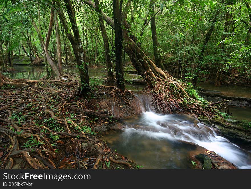 Root Wood Beautiful Of Deep Forest