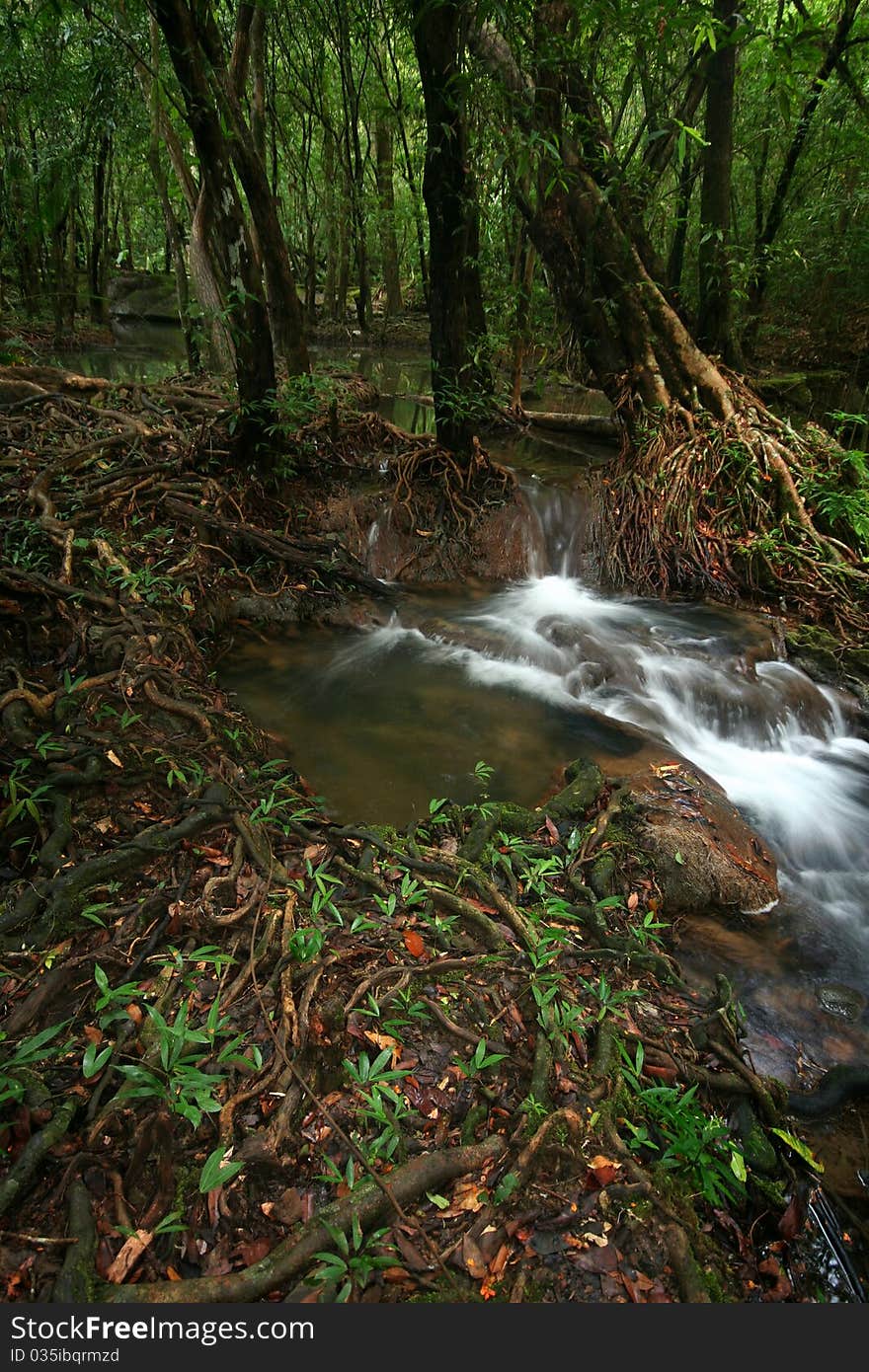 Root Wood Beautiful Of Deep Forest