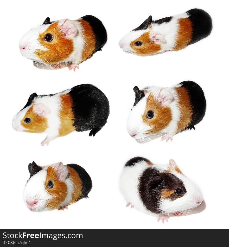 Guinea pig collection
 isolated on white