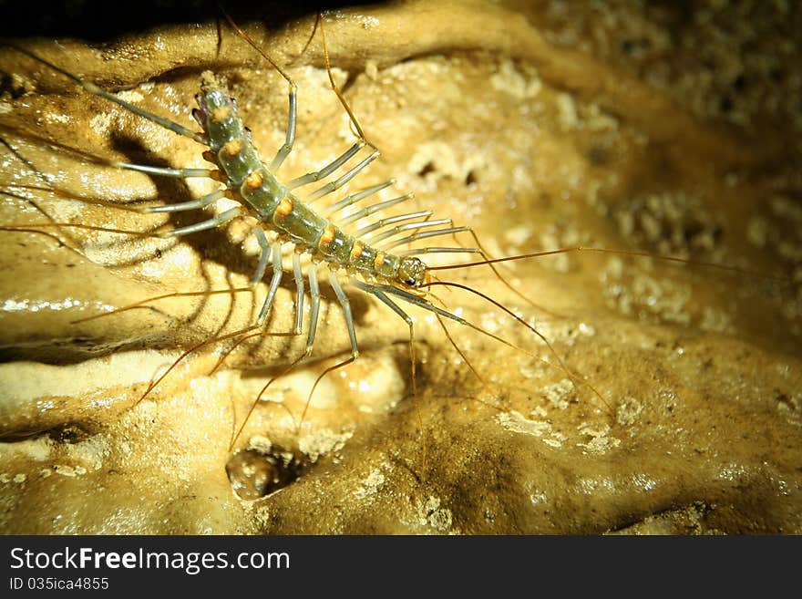 This cave centipede found the Tamyainamnao cave, Phetchabun Province, Thailand. This cave centipede found the Tamyainamnao cave, Phetchabun Province, Thailand.