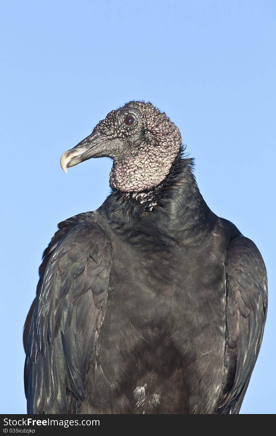 Black Vulture (Coragyps atratus)