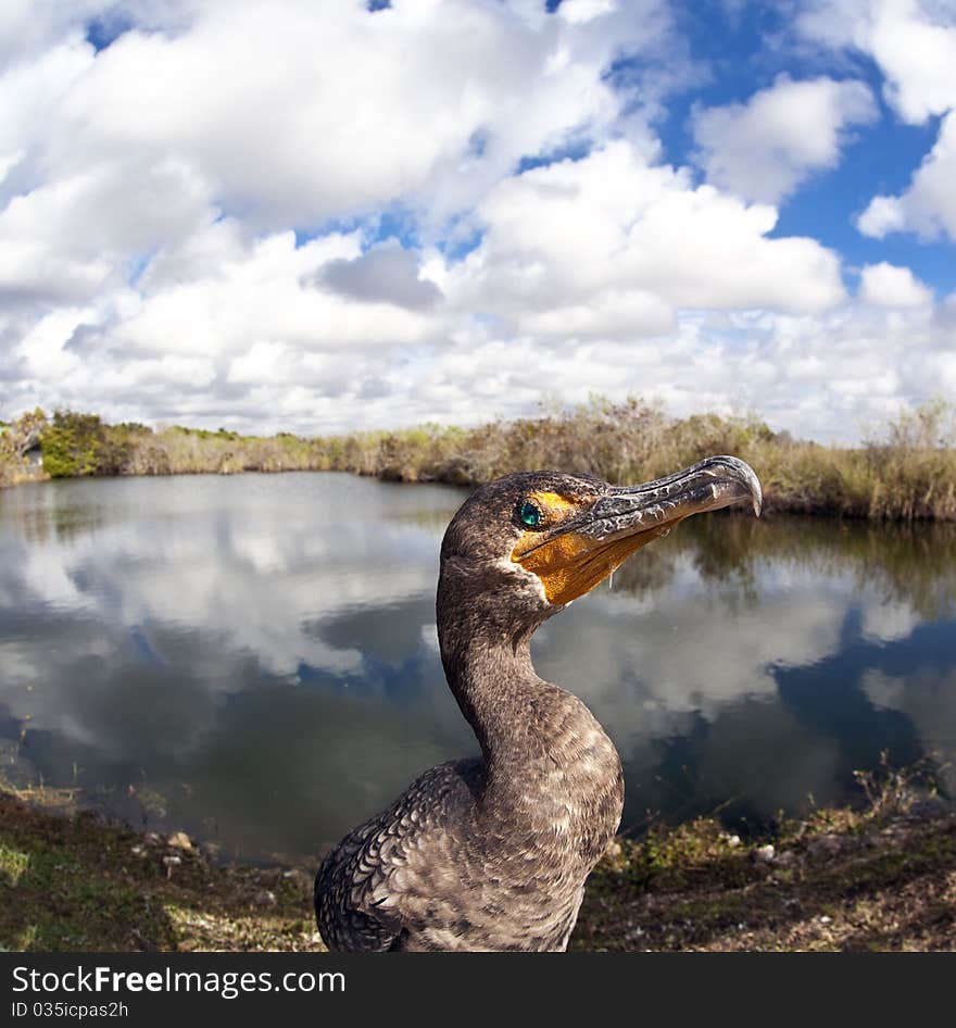 Great Cormorant (Phalacrocorax carbo) in Everglades National park in Florida