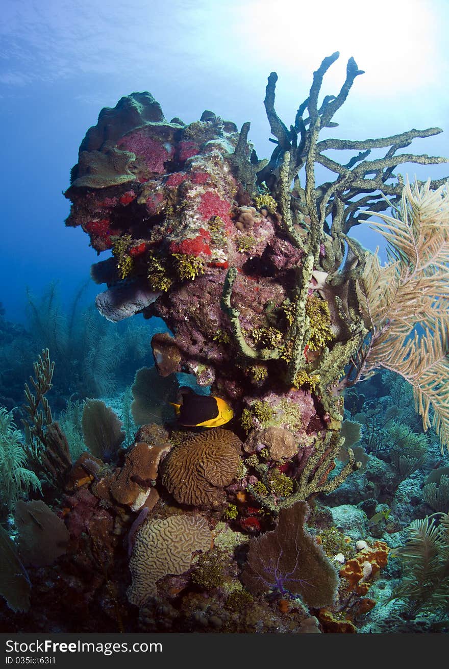 Underwater off the coast of Roatan Honduras. Underwater off the coast of Roatan Honduras