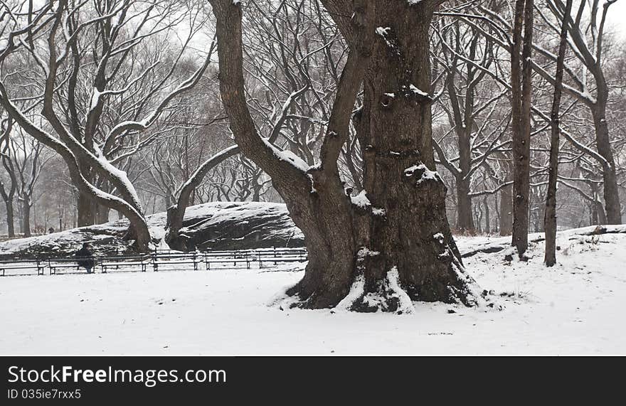 Snow storm in Central Park New York City