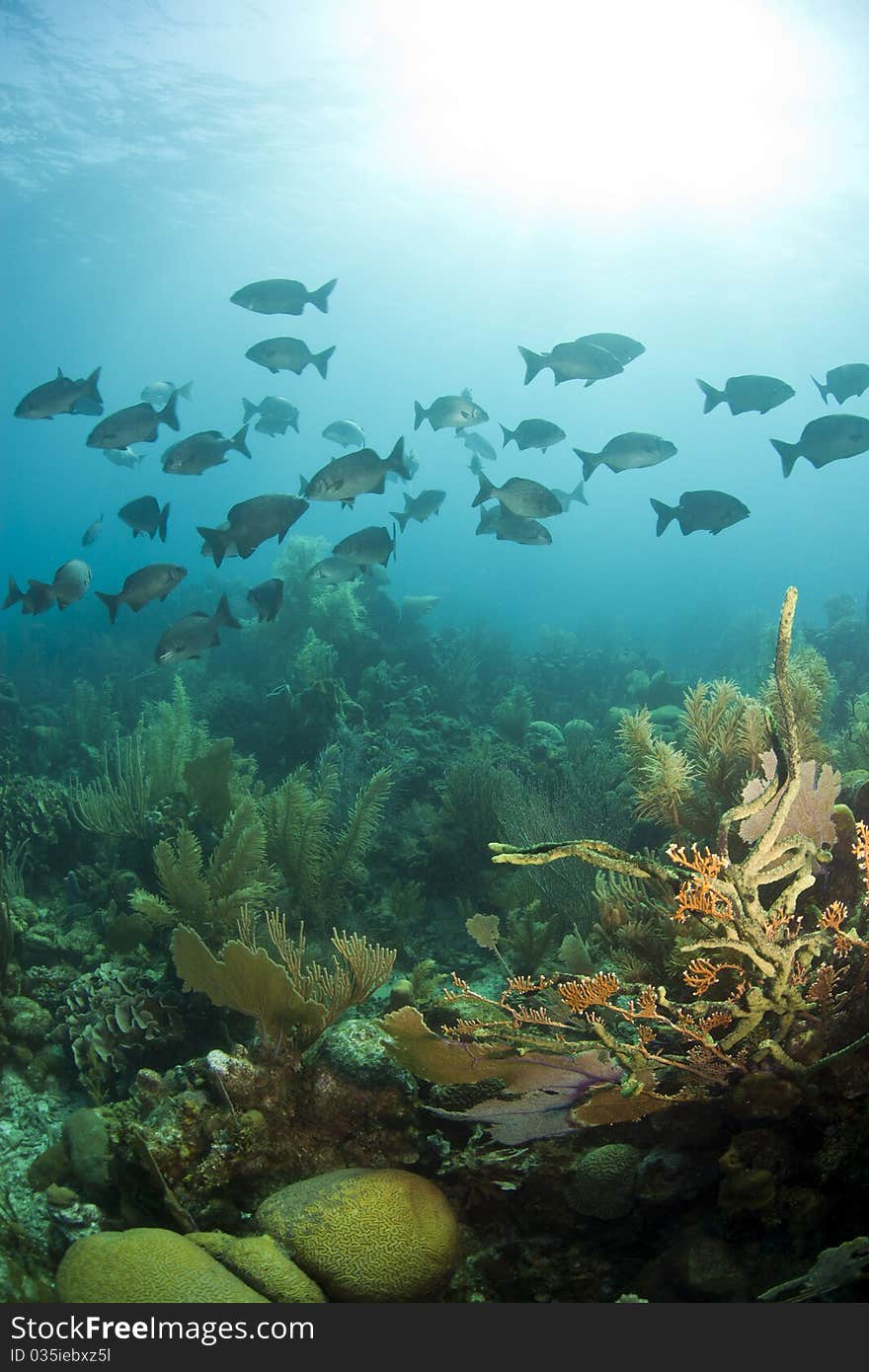 School of chubs over coral gardens. School of chubs over coral gardens