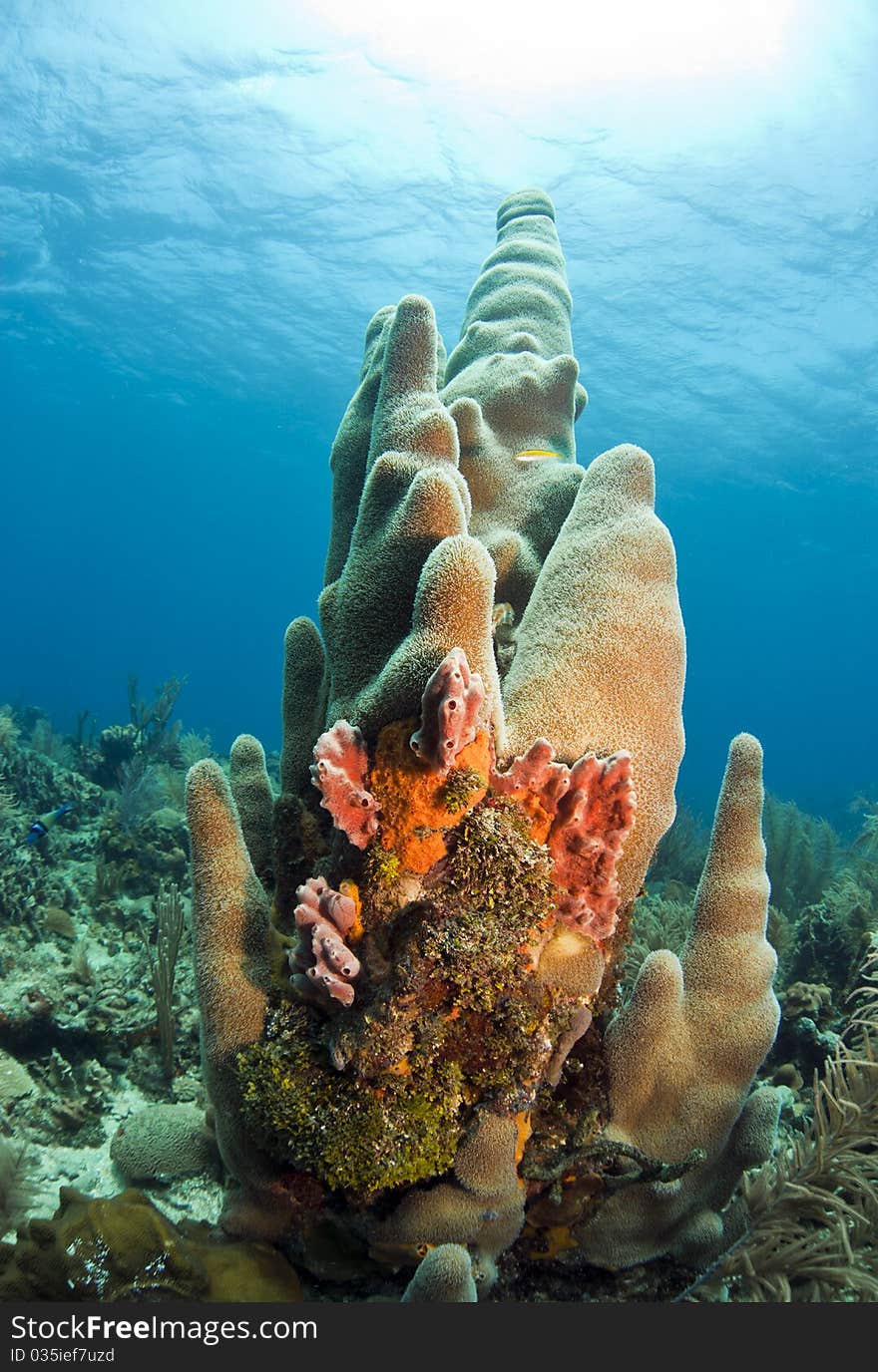 Tall pillar coral on coral reef