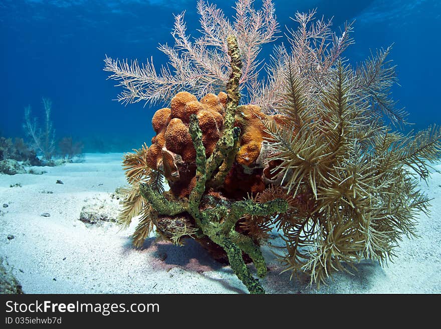 Small coral garden in the sand with sponges