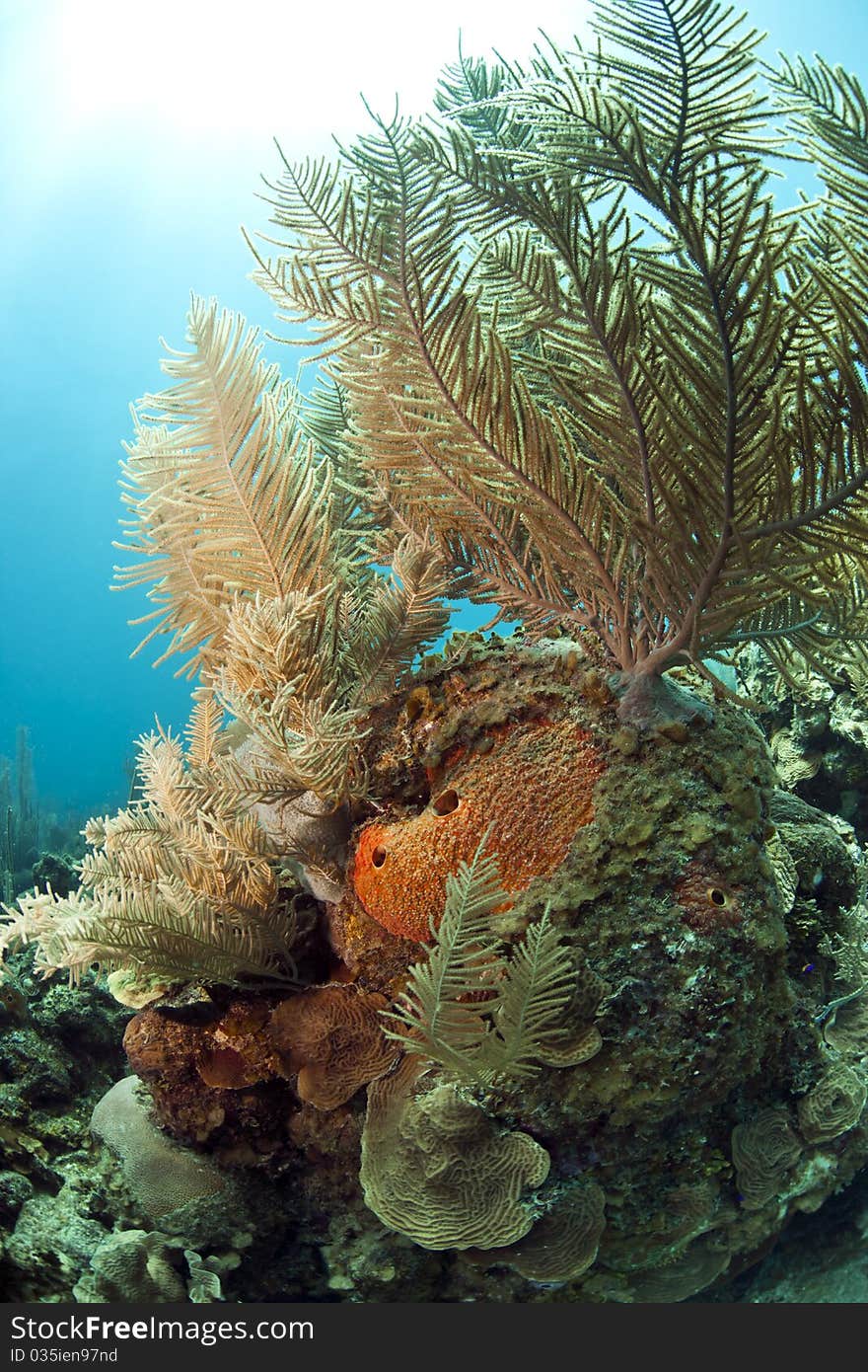 Swaying soft corals in the gentle current