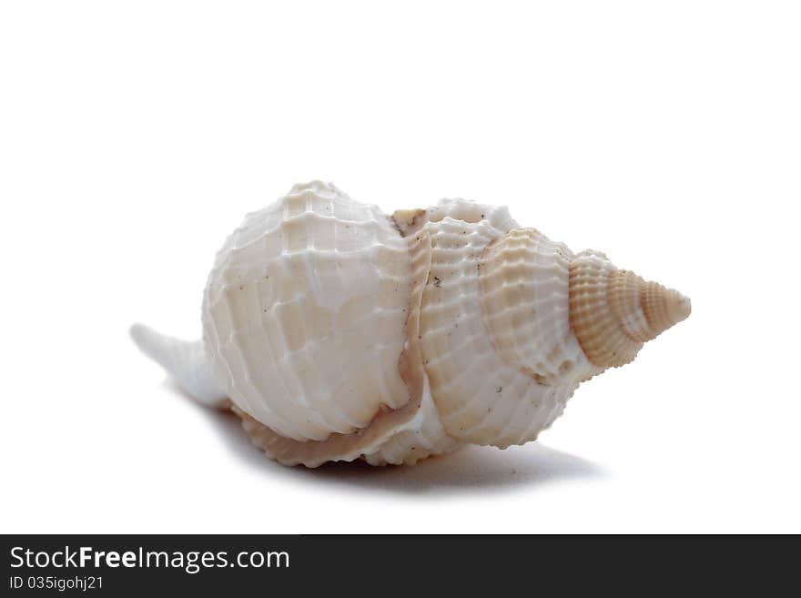 Big cockleshell isolated on the white background