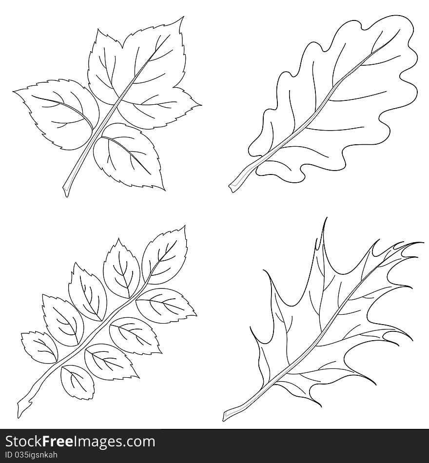 Leaves of plants, contour, set