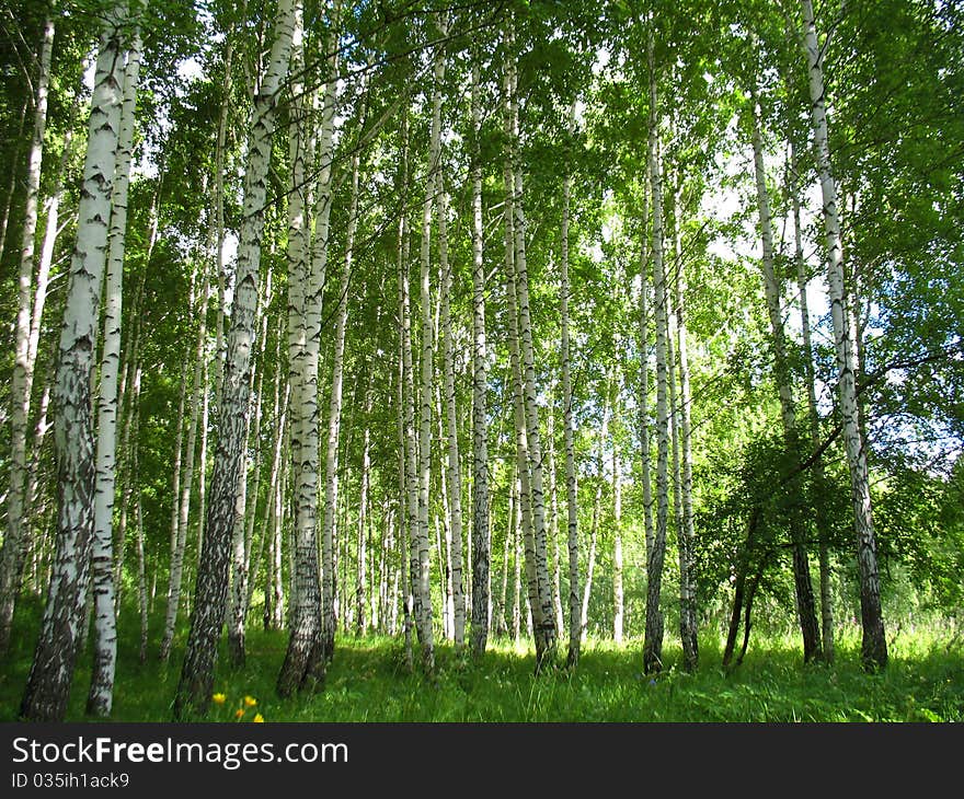 There are trees in a summer  forest and dog