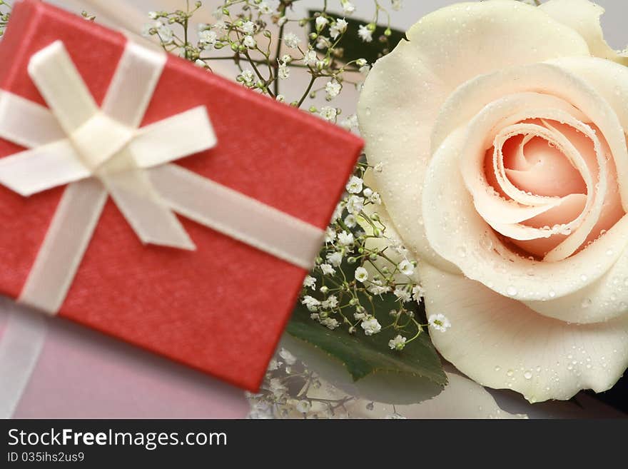 Beautiful cream rose and giftbox. Focus on rose. Beautiful cream rose and giftbox. Focus on rose