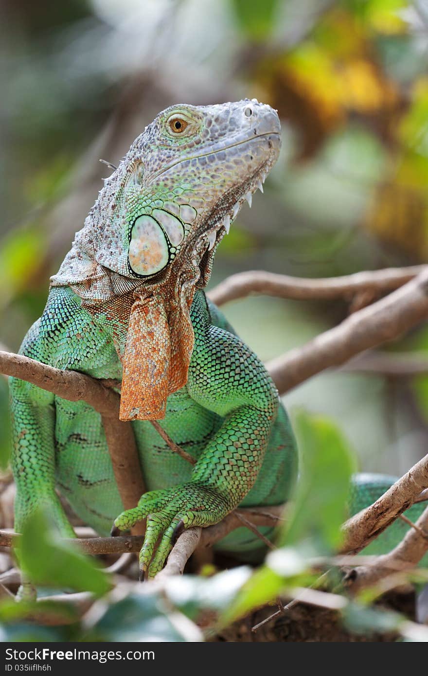 Green Iguana