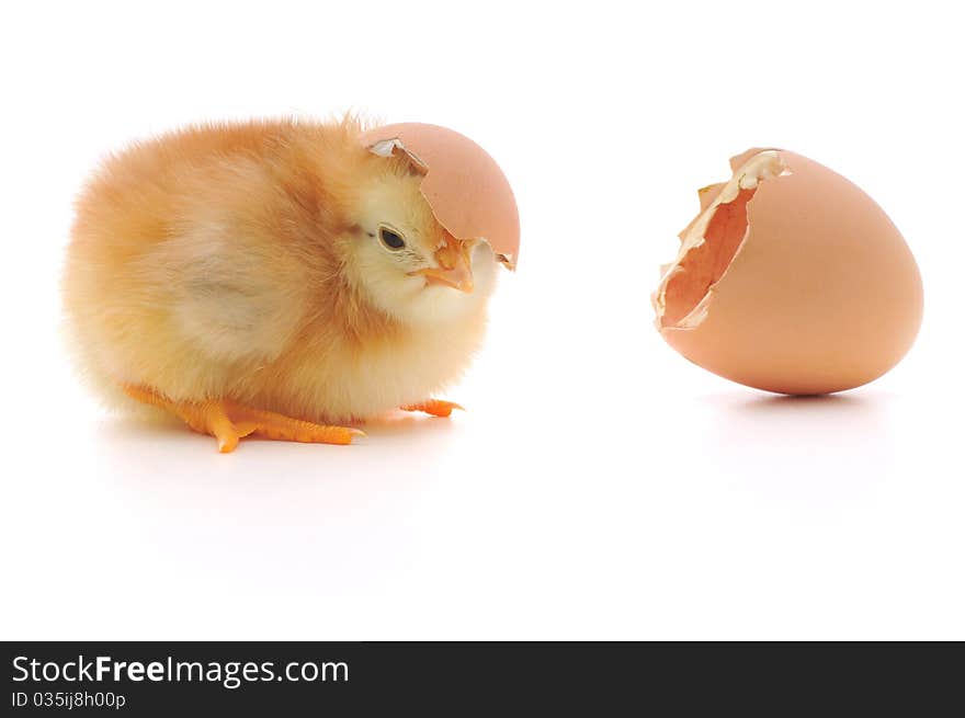 Chicken and an egg shell on white background