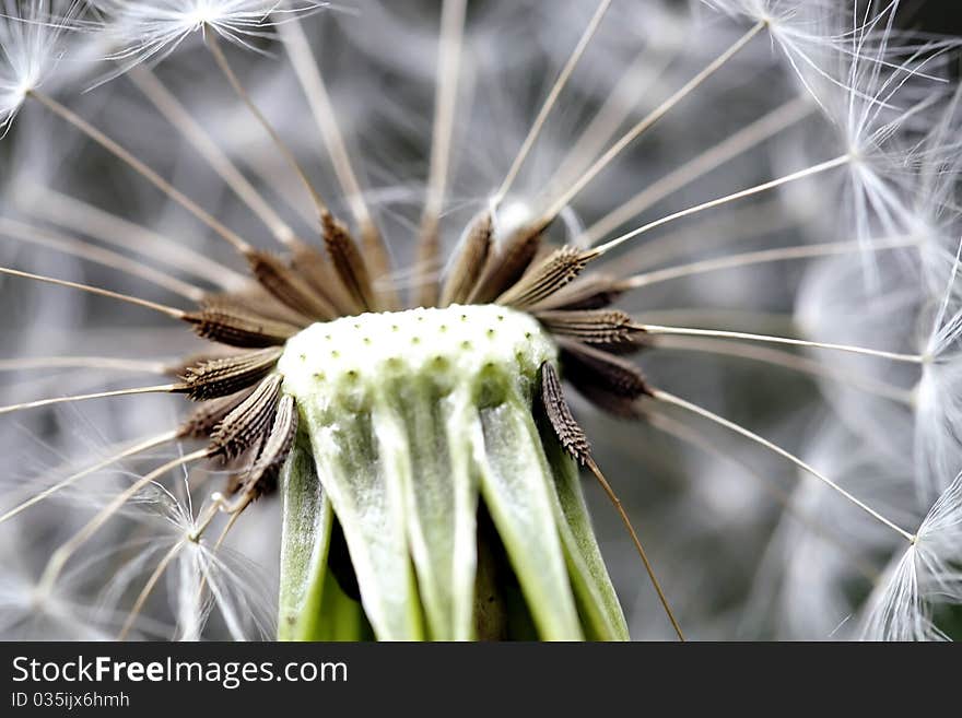 Dandelion