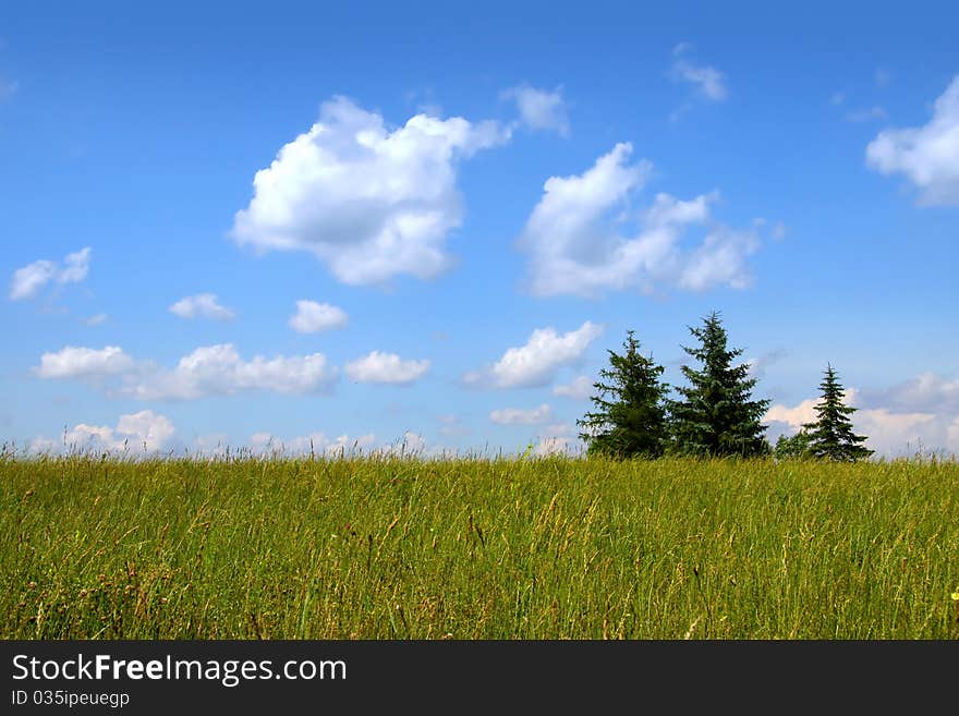 Three pine trees in a meadow with blue sky background