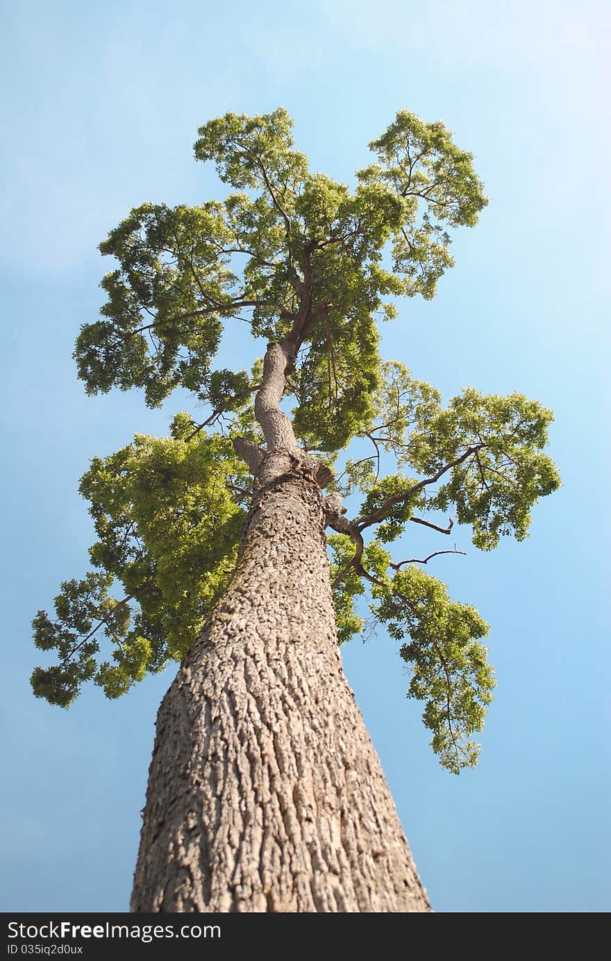 The beautiful tree is growing by sunlight