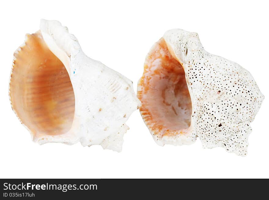 Two marine shells isolated on a white background