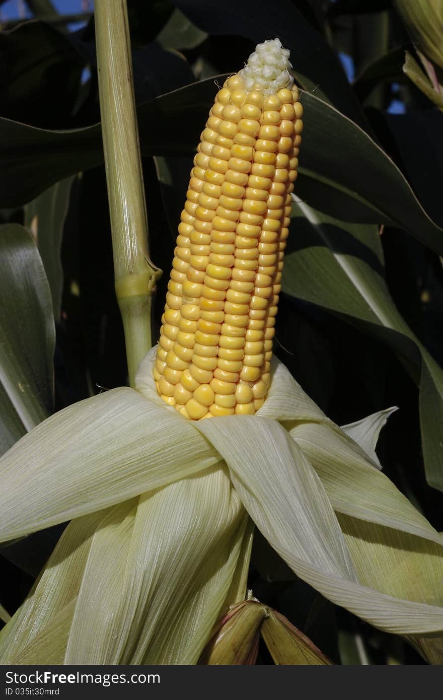 Ripe Corn In Crop Field