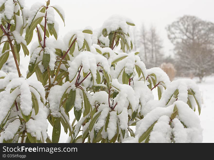 Winter landscape  in snow