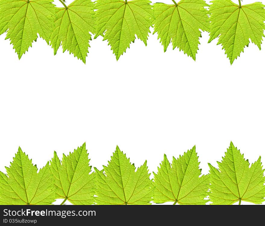 Green grape leaf frame over white background