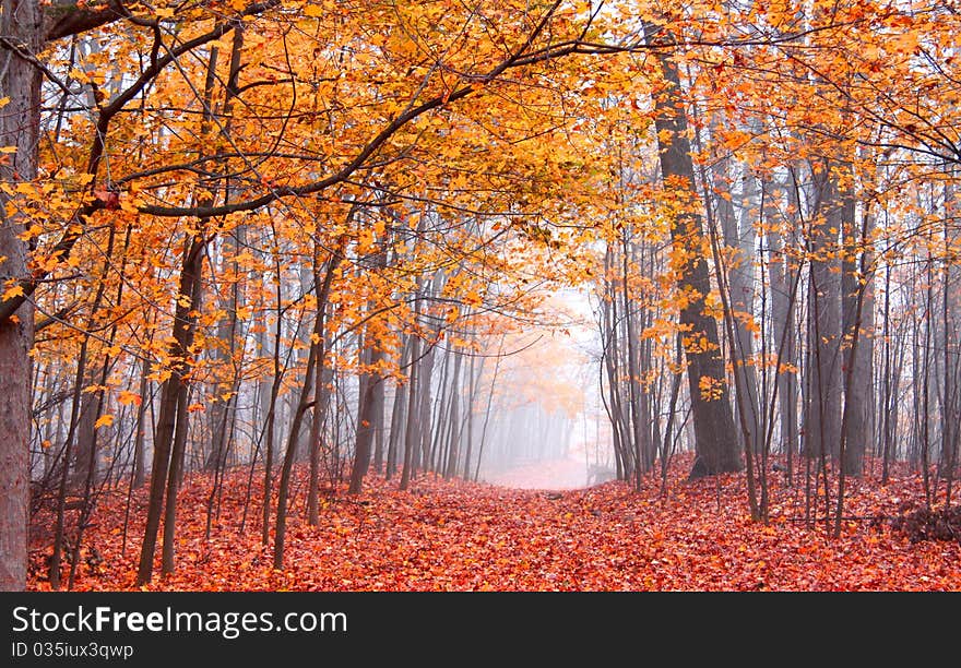 Beautiful autumn scene in Mayberry state  park Michigan