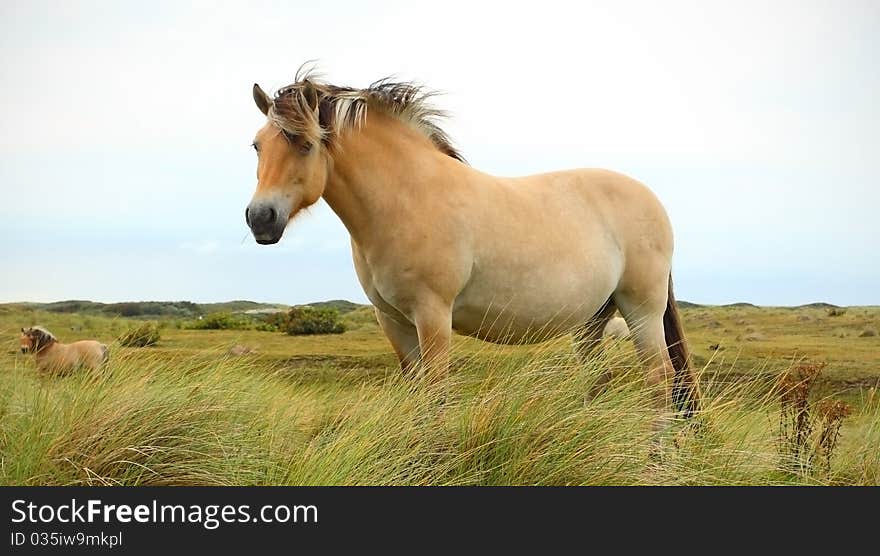 Horse on pasture in Netherlands